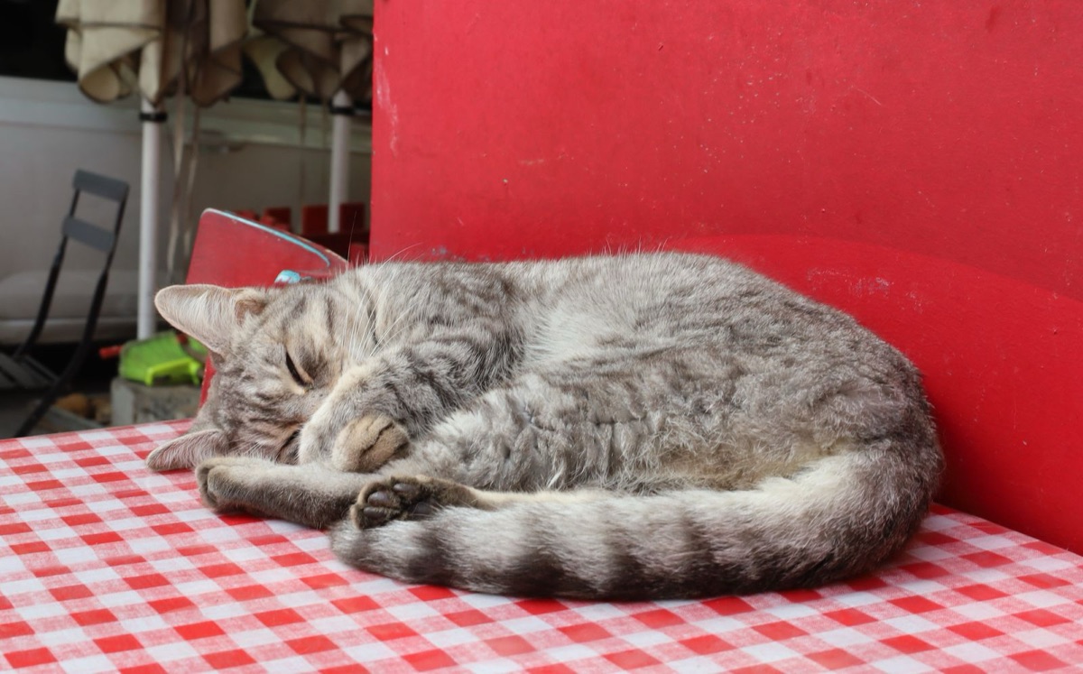 Gato durmiendo sobre la mesa de un café